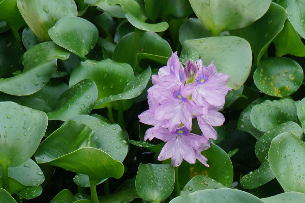 水葫芦是什么植物，外来的浮水草本植物