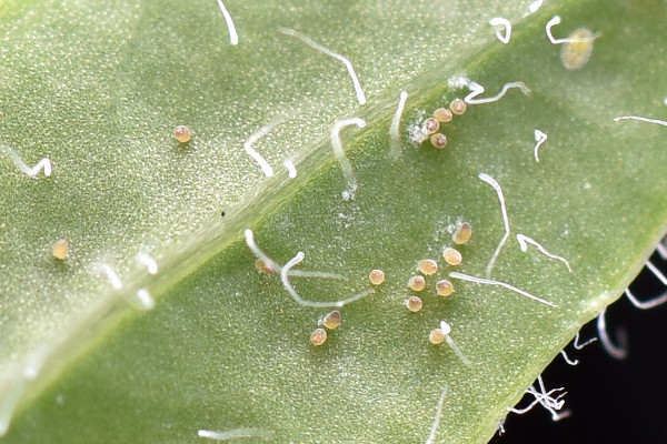 蚜虫怎么治，刷洗清理/以虫杀虫/喷洒药剂