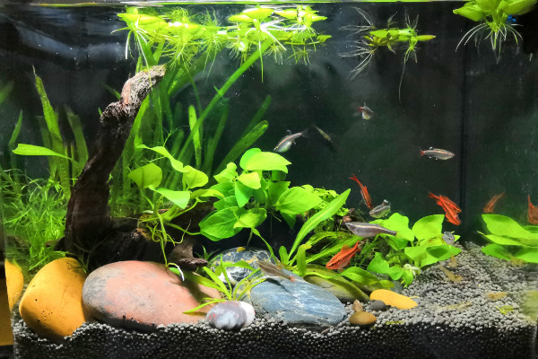 水草怎么养，人工打光保证水草光合作用