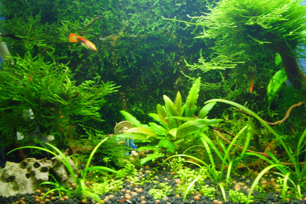 水草怎么养，人工打光保证水草光合作用