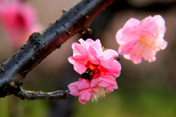 中国的国花是什么花，有提名梅花/牡丹花/菊花等