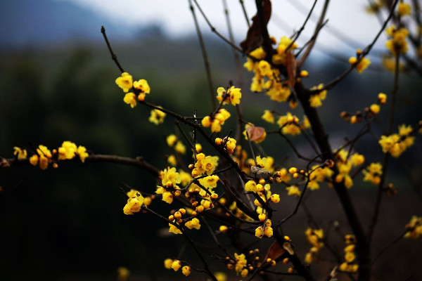 冬天有什么花开放，梅花/炮仗花/冬红/滇山茶等
