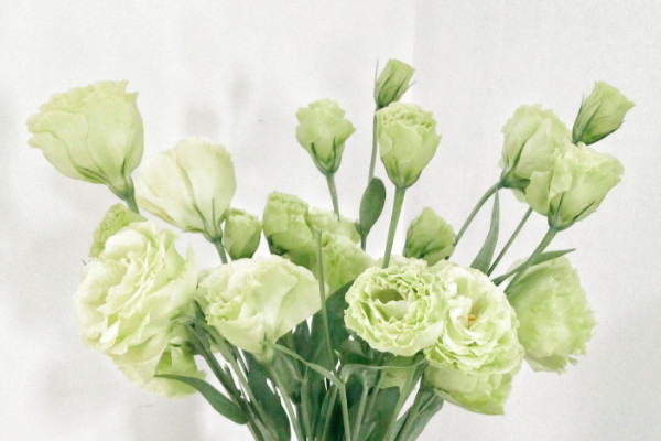 六月开什么花，洋桔梗/毛地黄/白掌/五色梅等等