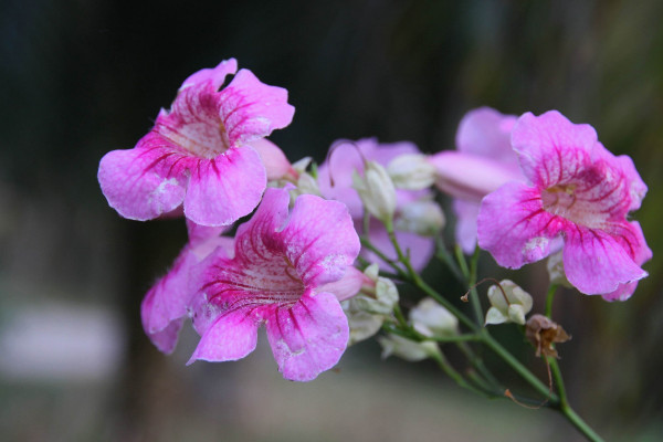 六月开什么花，洋桔梗/毛地黄/白掌/五色梅等等