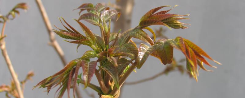 香椿树长什么样