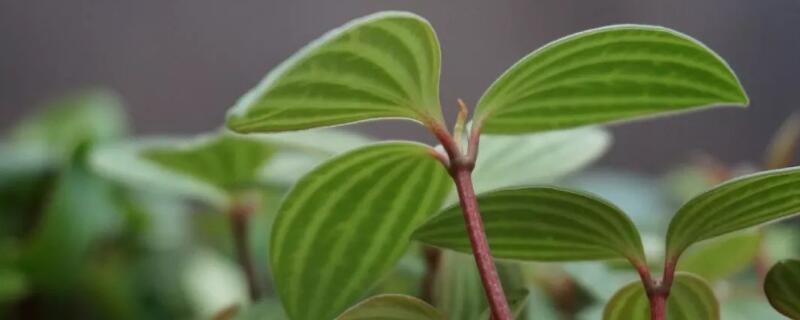 白脉椒草开花吗