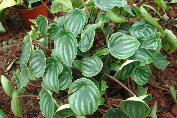 白脉椒草开花吗