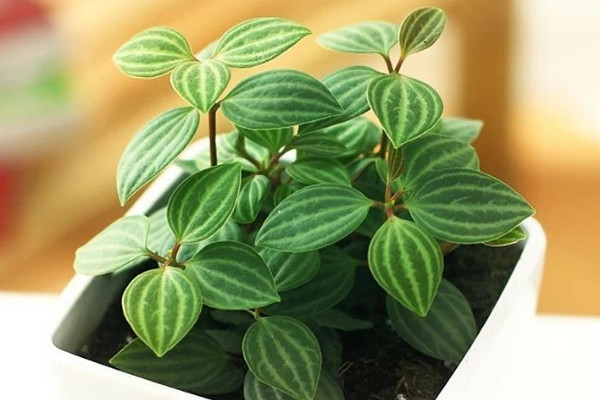 白脉椒草开花吗