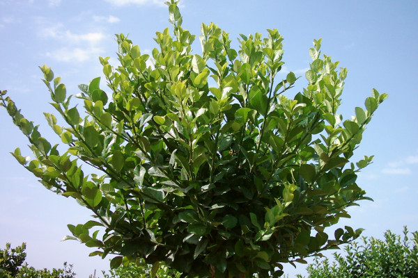 冬青树和黄杨区别