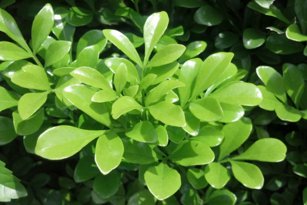 冬青树和黄杨区别