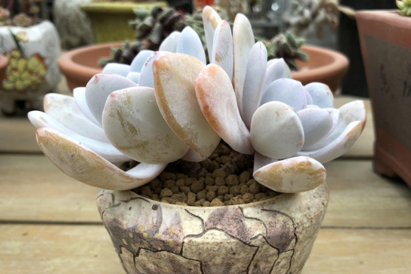 多肉植物雪莲怎么养，5~25℃的环境内都能存活