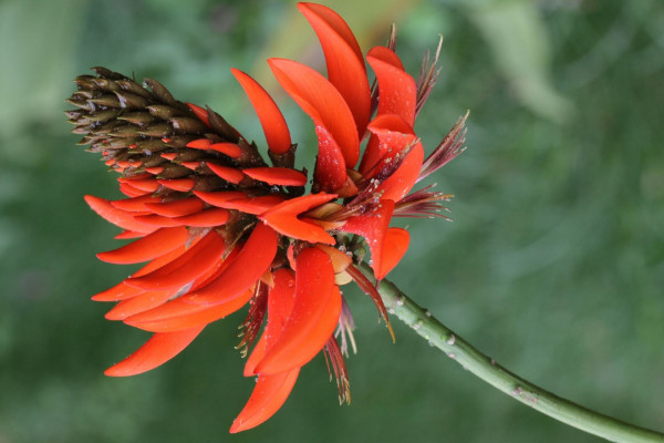 刺桐花什么时候开花，花期时间在12月到次年3月