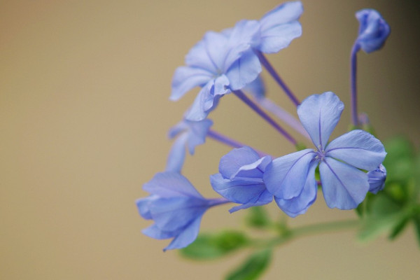 蓝雪花多久浇一次水,根据季节变化和生长情况调整