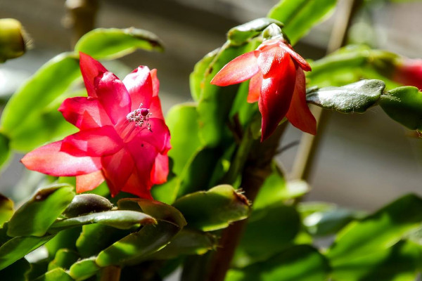 阿斯匹林适合浇什么花,玫瑰花/蟹爪兰/栀子花等