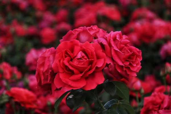阿斯匹林适合浇什么花,玫瑰花/蟹爪兰/栀子花等