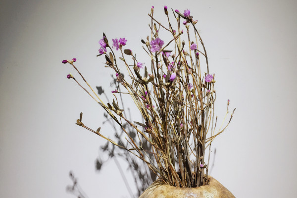 如何自制干花,书压法/微波干燥法/风干法等