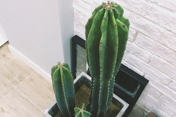 霸王鞭与量天尺区别,品种不同/毒性大小差异等