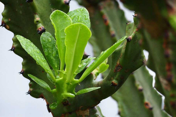 霸王鞭与量天尺区别,品种不同/毒性大小差异等