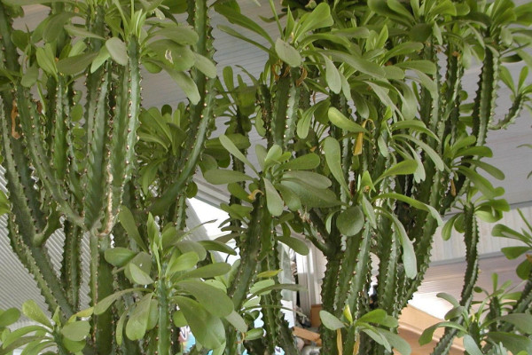 霸王鞭与量天尺区别,品种不同/毒性大小差异等