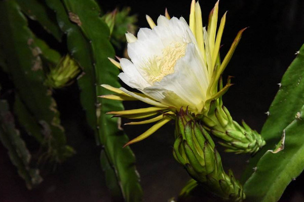 霸王花是火龙果的花吗，答案是否定的