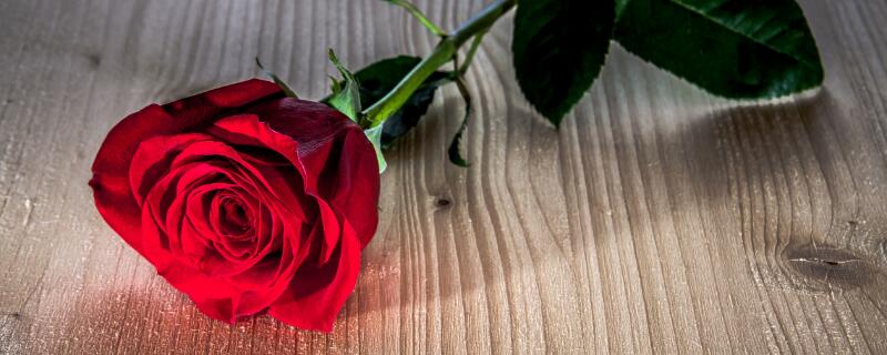 表达爱意的花有哪些