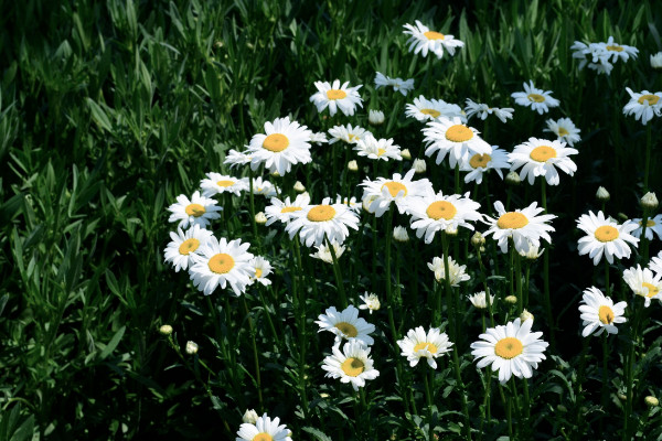 雏菊为什么不能送人