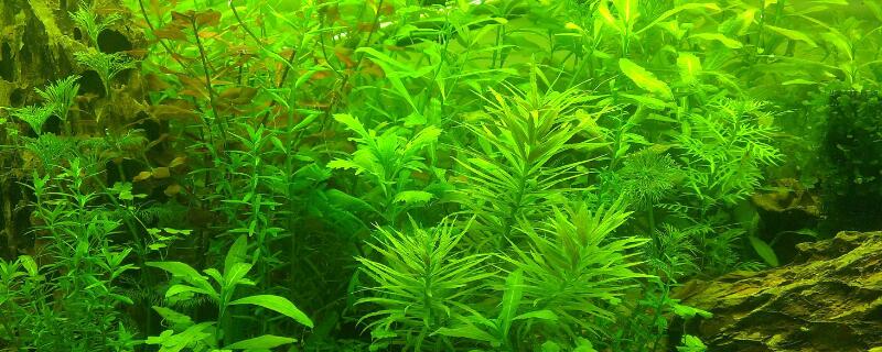 鱼缸净化的植物
