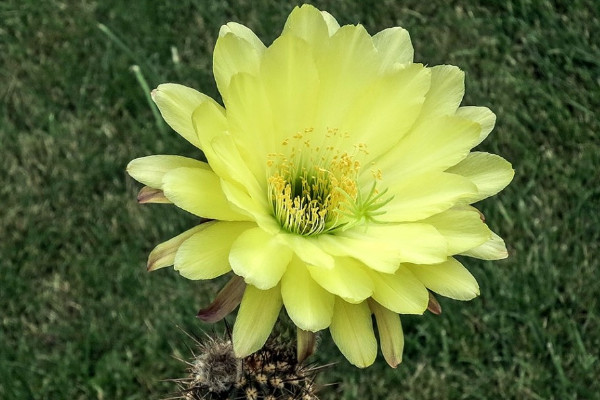毛花柱几年开花