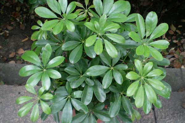 鸭脚木的养殖方法和注意事项,保证散射光及时修剪