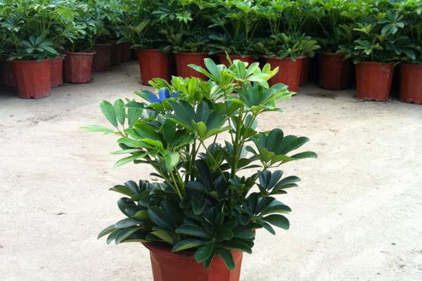 鸭脚木的养殖方法和注意事项,保证散射光及时修剪