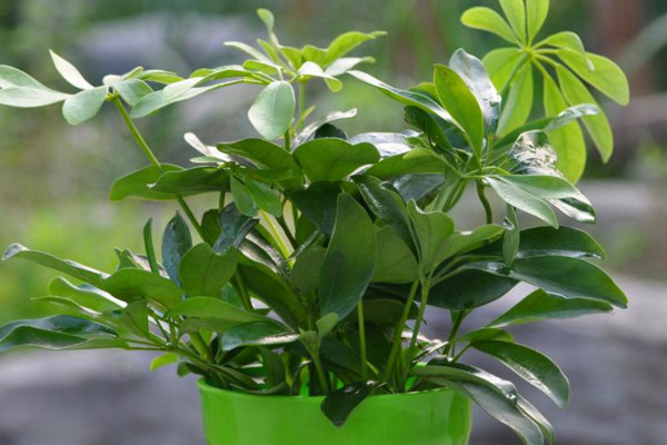 鸭脚木的养殖方法和注意事项,保证散射光及时修剪