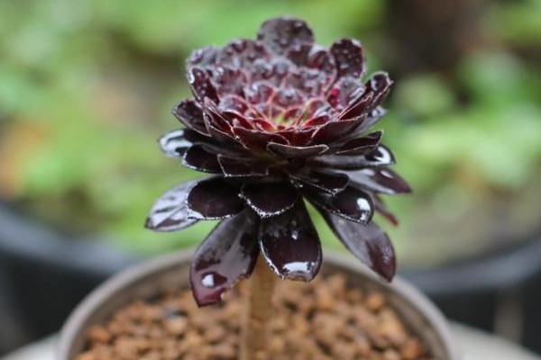 黑法师冬天怎么养,补充光照控制浇水