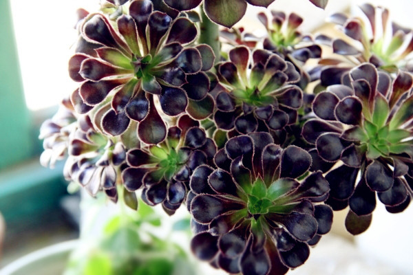 黑法师冬天怎么养,补充光照控制浇水