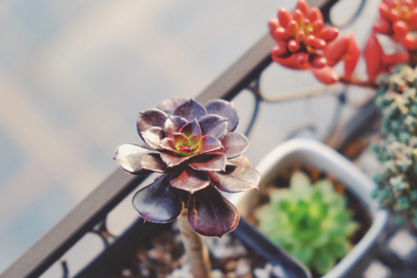 黑法师冬天怎么养,补充光照控制浇水