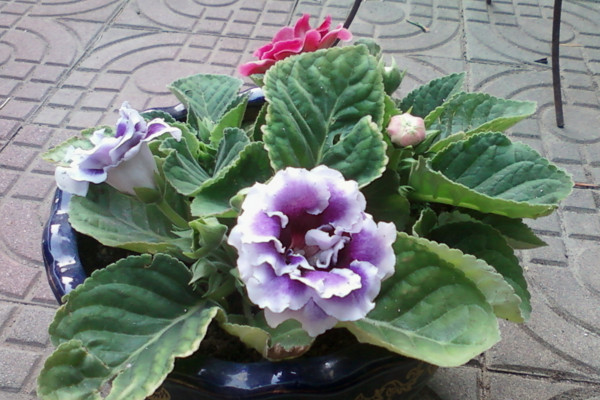 大岩桐的养殖方法和注意事项,季强光直射花前施磷肥