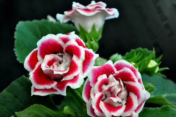 大岩桐的养殖方法和注意事项,季强光直射花前施磷肥