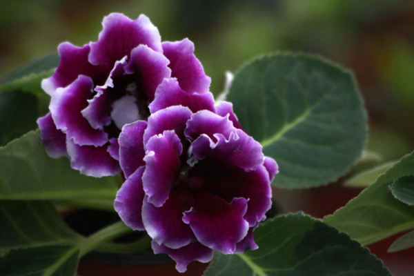 大岩桐的养殖方法和注意事项,季强光直射花前施磷肥