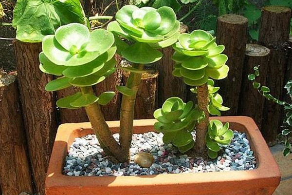 金钱木的养殖方法,夏季需遮蔽强光