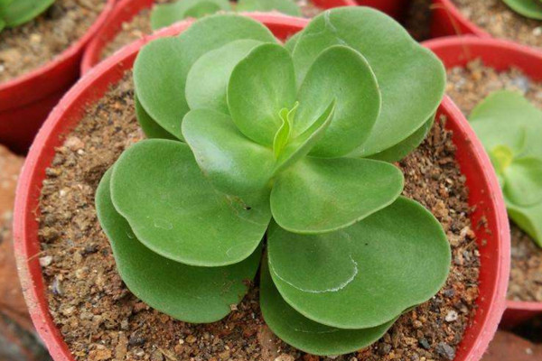 金钱木的养殖方法,夏季需遮蔽强光