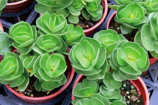 金钱木的养殖方法,夏季需遮蔽强光