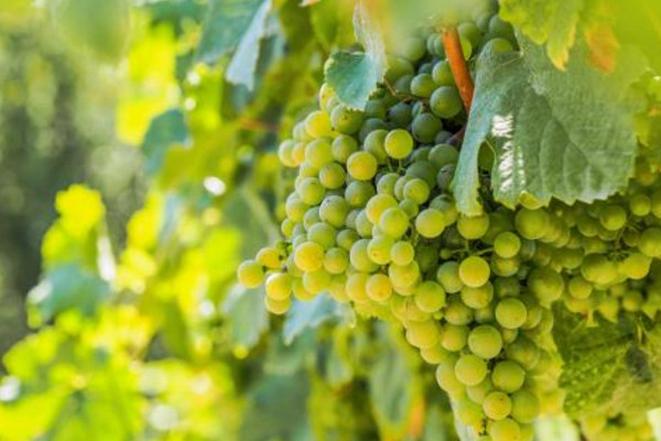 葡萄种植技术,挑选合适品种非常重要