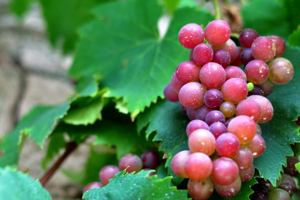 葡萄种植技术,挑选合适品种非常重要