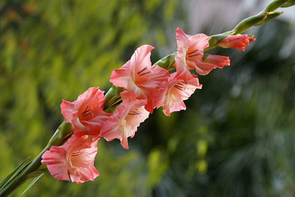唐菖蒲种球种植方法,要将种球浸泡消毒