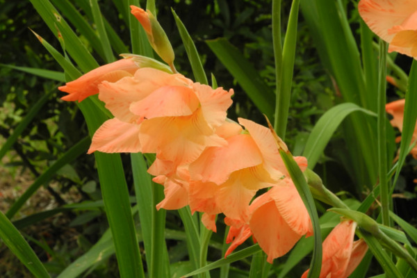 唐菖蒲种球种植方法,要将种球浸泡消毒