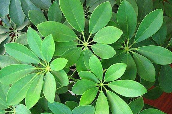 鹅掌木的风水及寓意,辟邪/开运/招财