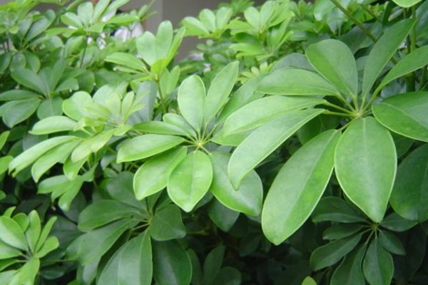 鹅掌木的风水及寓意,辟邪/开运/招财