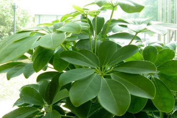 鹅掌木的风水及寓意,辟邪/开运/招财