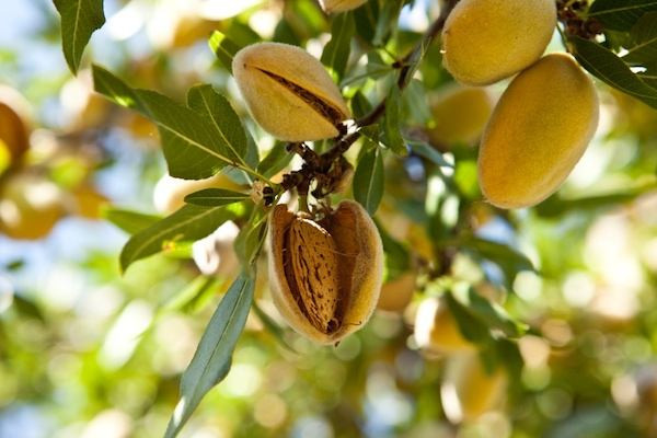 巴旦木和杏仁的区别,巴坦木为扁桃的内核
