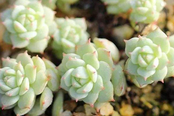 多肉移盆后多久浇水,一般可3~4进行浇水