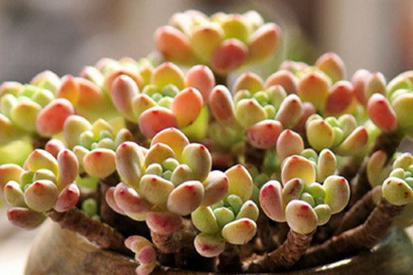 多肉移盆后多久浇水,一般可3~4进行浇水